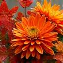 Close-up of autumnal Ikebana at restaurant.