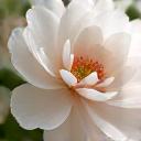 Close-up of spring wedding Ikebana detail.