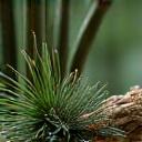 Close-up of conference stage Ikebana.
