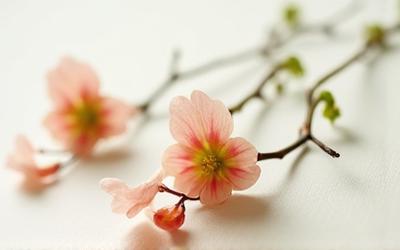 Thumbnail image for 'Understanding Kenzan' digital guide, showing a kenzan foundation with flower stems